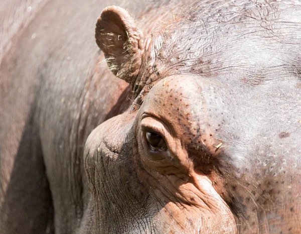 Retrato de un hipopótamo en el zoológico — Foto de Stock