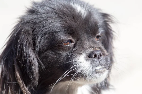 Cão preto na natureza — Fotografia de Stock