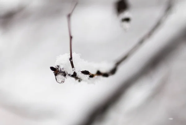 Druppel water op een boomtak in de koude, close-up — Stockfoto