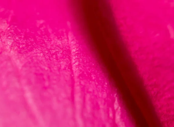 背景に赤いバラの花びら。マクロ — ストック写真