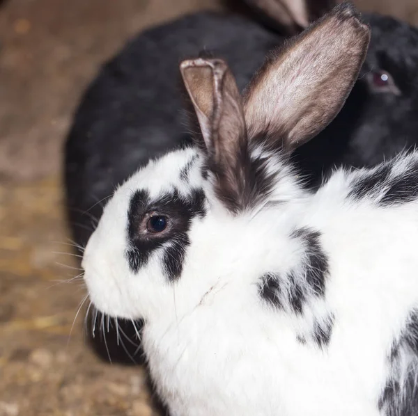 Králík na farmě — Stock fotografie