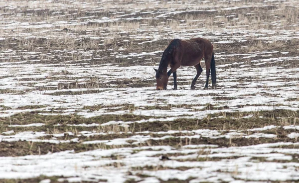 Kůň na pastvině v zimě — Stock fotografie