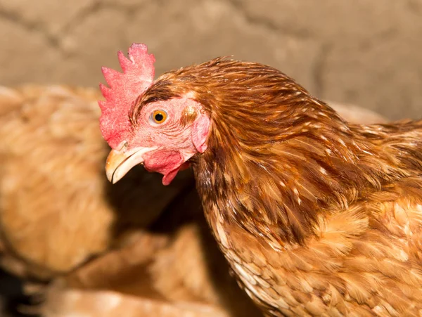 Galinha colorida na fazenda de frango — Fotografia de Stock