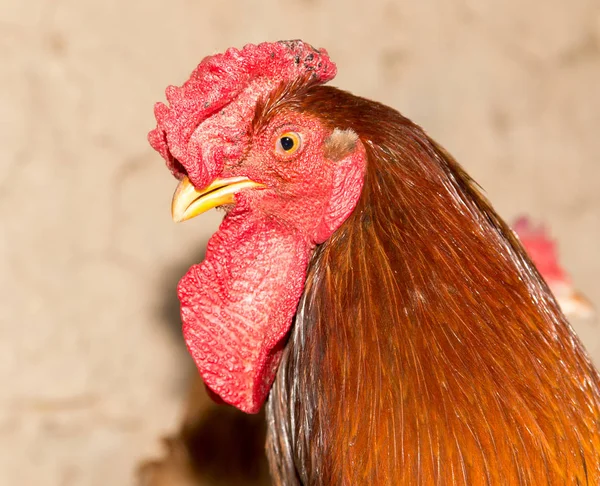 Colored cock on a chicken farm — Stock Photo, Image
