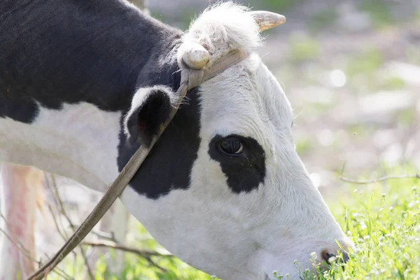 Pastoreo de vacas en la naturaleza — Foto de Stock