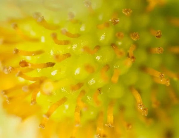 Пыльца цветов. Супермакро — стоковое фото