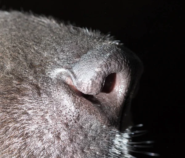 美丽的黑狗鼻子。宏观 — 图库照片