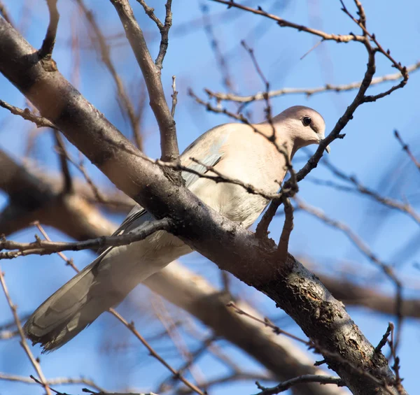Ağaç doğa güvercin — Stok fotoğraf