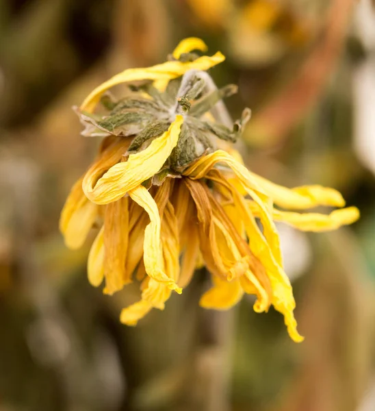 Old yellow flower — Stock Photo, Image