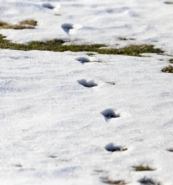 Vestígios da besta na neve — Fotografia de Stock