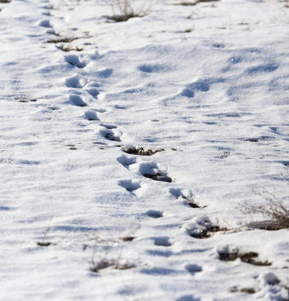 Stopy šelmy ve sněhu — Stock fotografie