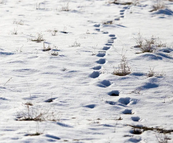 Stopy šelmy ve sněhu — Stock fotografie