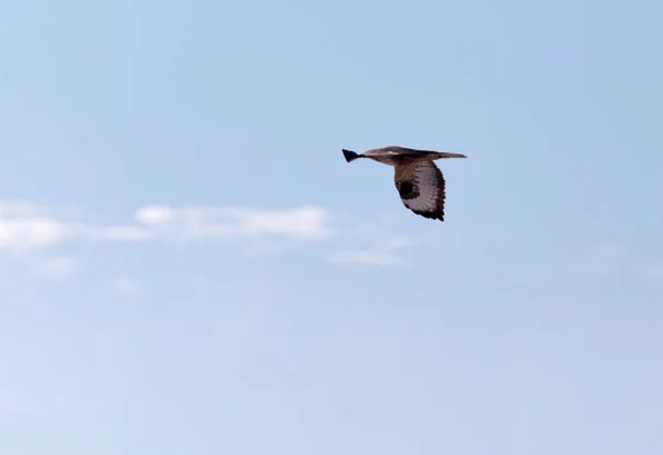 Orel v letu proti modré obloze — Stock fotografie