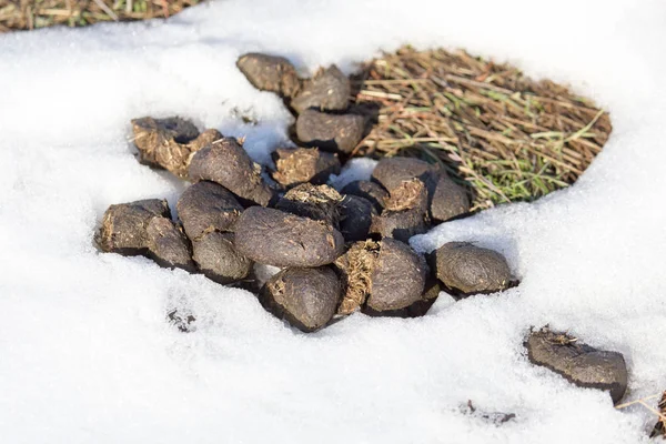 Merda di cavallo a terra in inverno — Foto Stock