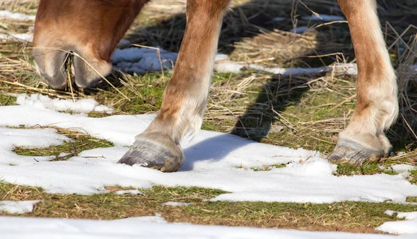 Hoeven van paarden in de winter — Stockfoto