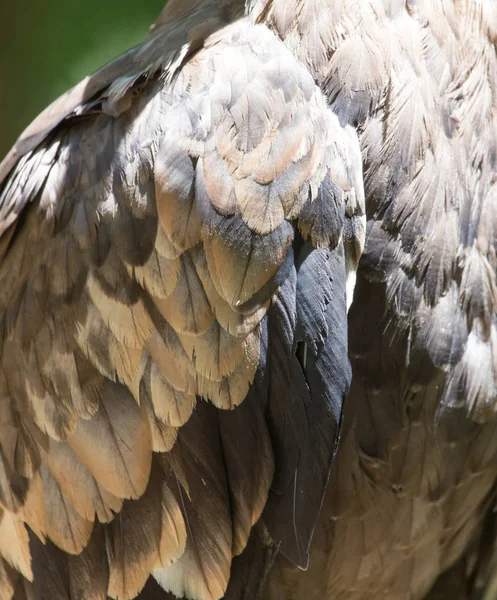 鹰的羽毛作为背景 — 图库照片