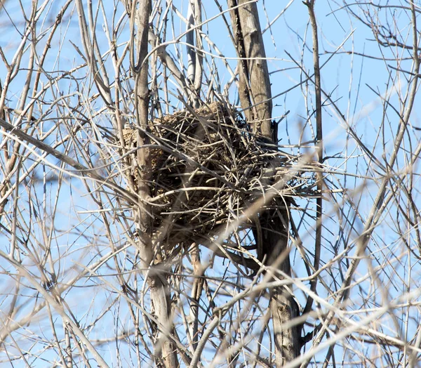 Nest zwischen den Zweigen vor blauem Himmel — Stockfoto