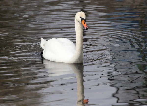 White swan floating on the lake — Stock Photo, Image