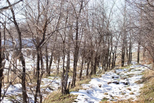 Bäume im Freien im Winter — Stockfoto