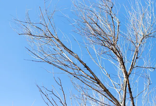 Ramos de árvores sem folhas contra o céu azul — Fotografia de Stock