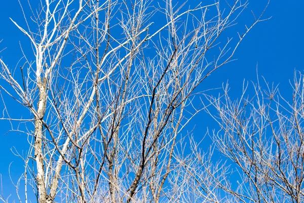 Bladloze boomtakken tegen de blauwe lucht — Stockfoto