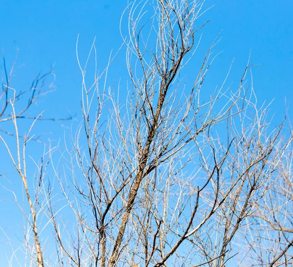 Rami d'albero senza foglie contro il cielo blu — Foto Stock