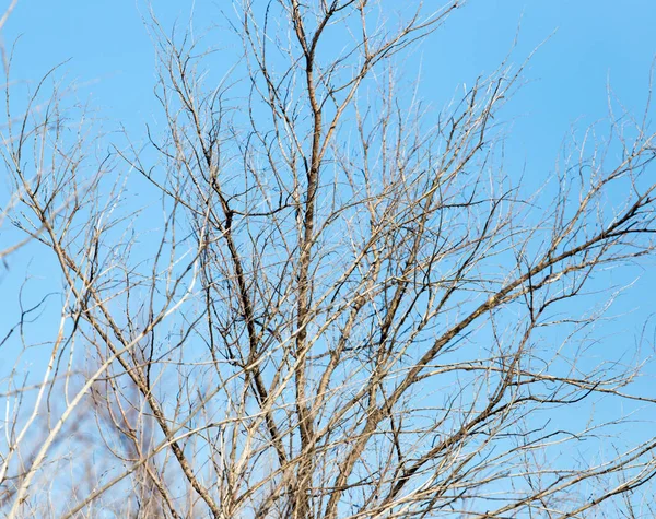 Mavi gökyüzüne karşı yapraksız ağaç dalları — Stok fotoğraf
