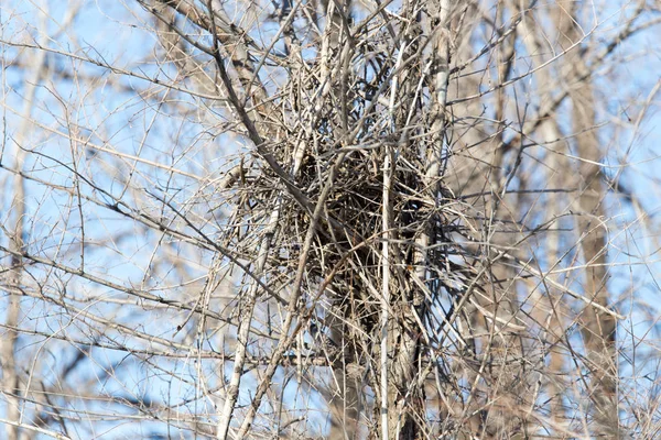 Nest zwischen den Zweigen vor blauem Himmel — Stockfoto