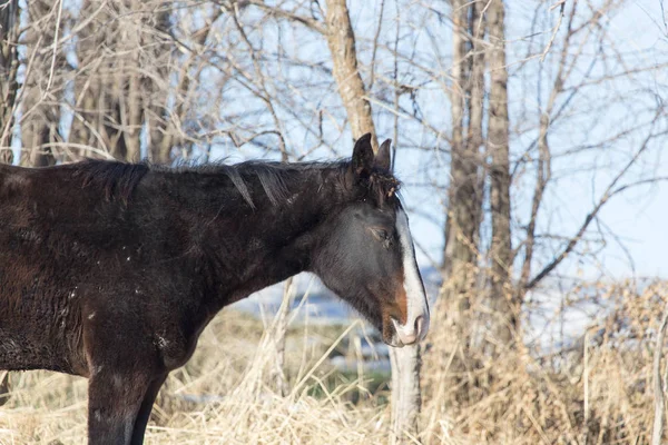 Um cavalo em um pasto no inverno — Fotografia de Stock