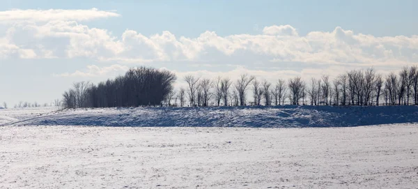 Alberi all'aperto in inverno — Foto Stock