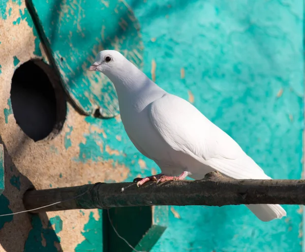 Weiße Taube in der Natur — Stockfoto