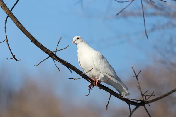Bílá holubice na strom v přírodě — Stock fotografie