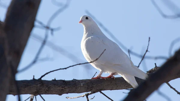 自然の中の木の上を飛ぶ白い鳩 — ストック写真