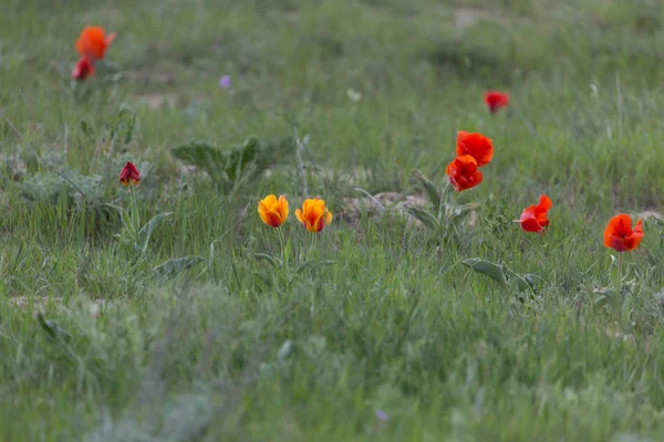 Tulipanes rojos salvajes en la naturaleza — Foto de Stock