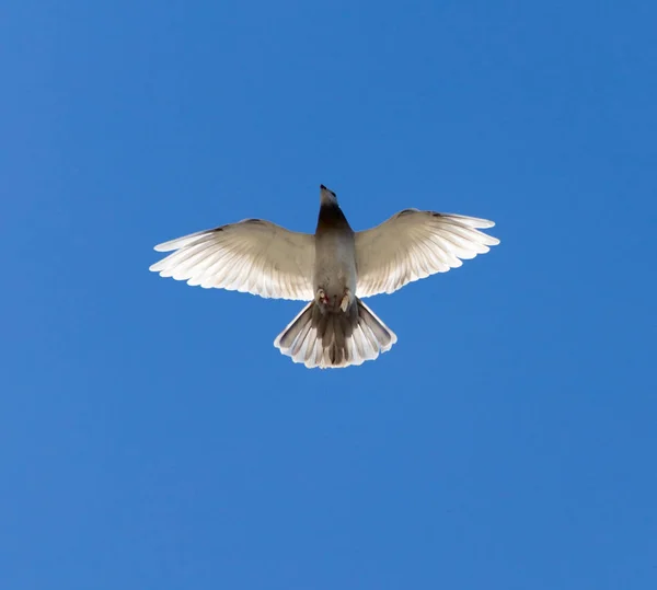 Uma pomba em um céu azul — Fotografia de Stock