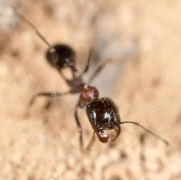 Муравей в природе. macro — стоковое фото