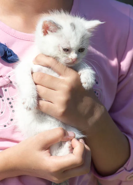 Gatinho branco em seus braços — Fotografia de Stock