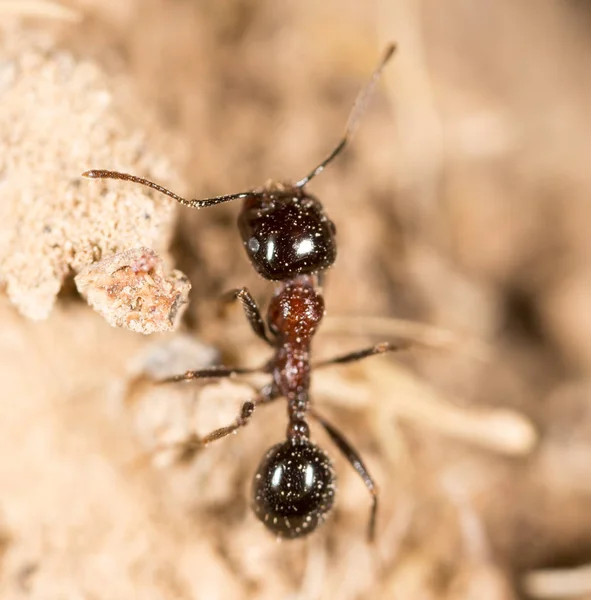 Fourmi dans la nature. macro — Photo