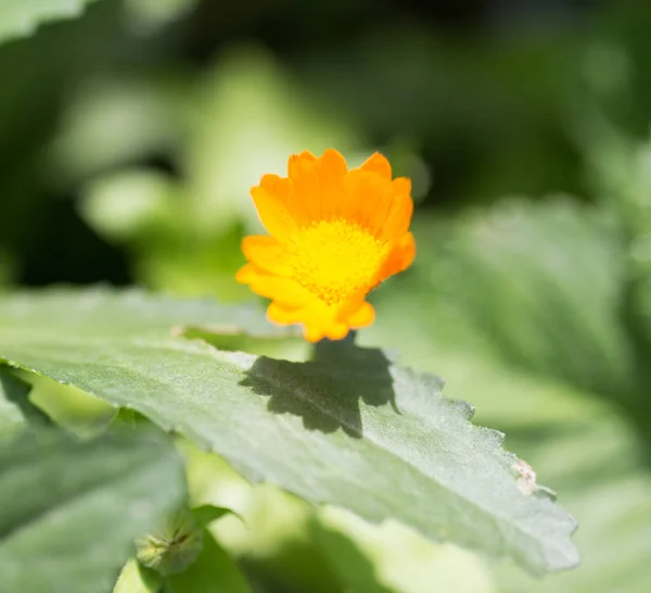 Schöne orangefarbene Blume in der Natur — Stockfoto