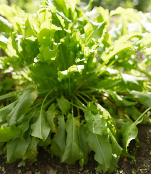 Daun sorrel di taman — Stok Foto