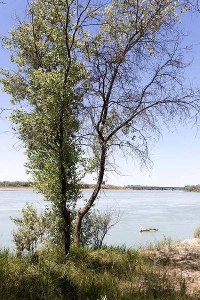 Trees on the Syr Darya River. Kazakhstan — Stock Photo, Image