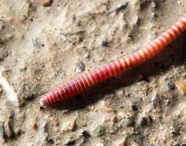 Červený červ na zemi. makro — Stock fotografie