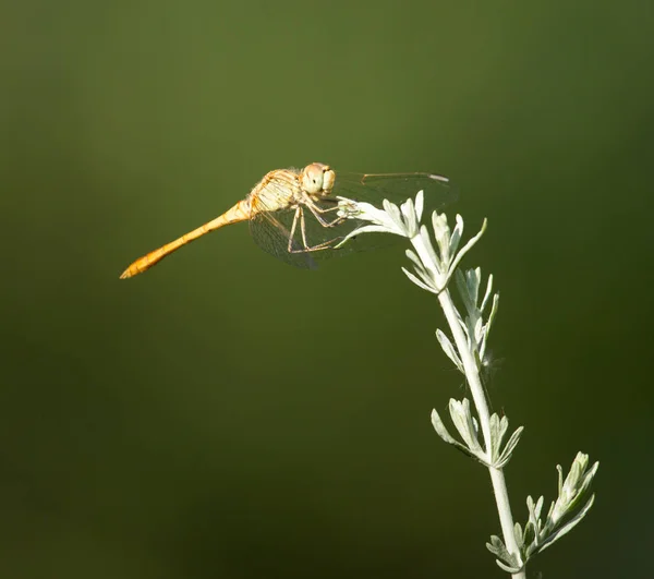 在自然中的蜻蜓 — 图库照片