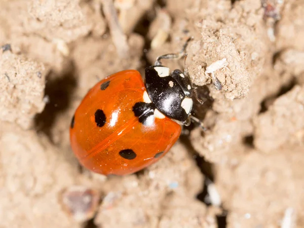 Ladybug on the ground in nature — Stock Photo, Image
