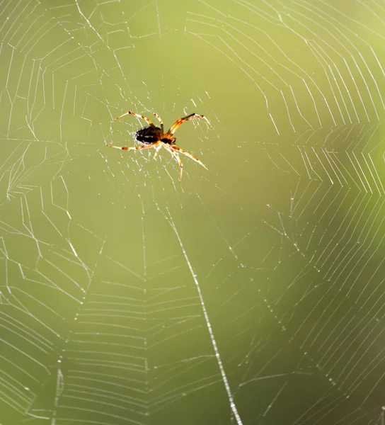 Aranha em uma teia na natureza — Fotografia de Stock