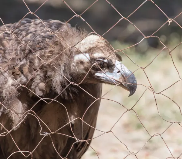 Águila detrás de una valla en el zoológico —  Fotos de Stock