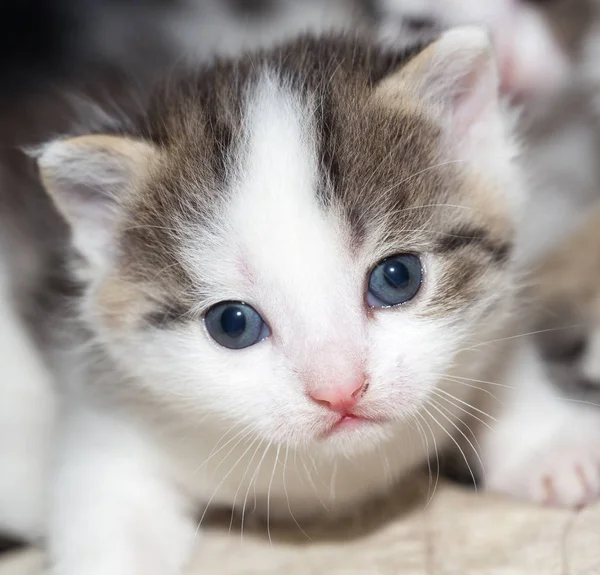 Porträtt av en liten kattunge — Stockfoto