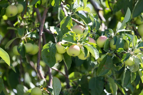Pommes sur l'arbre dans la nature — Photo