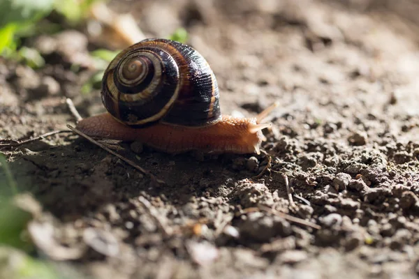 Snail on the ground in nature — Stock Photo, Image