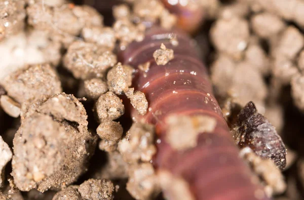 Red worm in the ground. macro — Stock Photo, Image